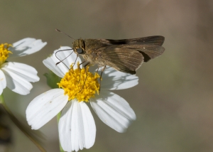 Liberty-Franklin_2015_09_13 - ApalachicolaNF-SR65 - Skipper, Oco