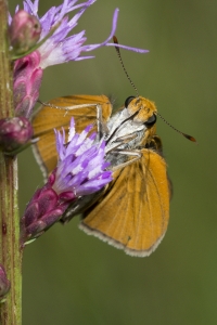 Palmetto Skipper