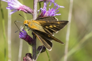 Palmetto Skipper (F)