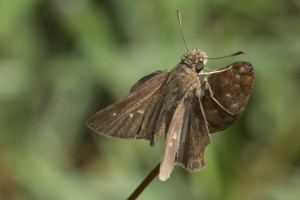 Liberty-Franklin_2015_09_13 - ApalachicolaNF-SR65 - Skipper, Twi