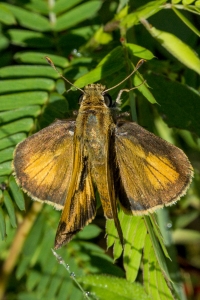 Skipper, Whirlabout (M) 