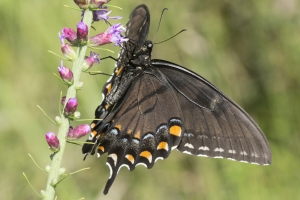 Liberty-Franklin_2015_09_13 - ApalachicolaNF-SR65 - Swallowtail, Tiger (F) Dark Form