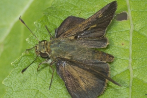 Liberty_Torreya SP-2015_09_07 - Skipper, Broken-dash, Northern(3)_NBD-Stigma-web