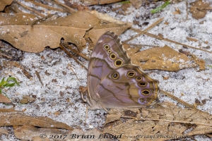 Liberty_Torreya_2018_04_08 - Pearly-eye, Southern - 31-Fullsized_2