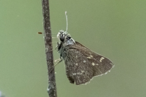 Liberty_Torreya_2018_04_08 - Skipper, Pepper&Salt - 24-Fullsized