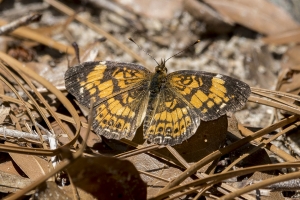 Liberty_Torreya_2018_04_11 - Checkerspot, Silvery (2)-Fullsized
