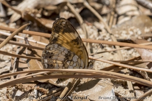 Liberty_Torreya_2018_04_11 - Checkerspot, Silvery (3)-Fullsized
