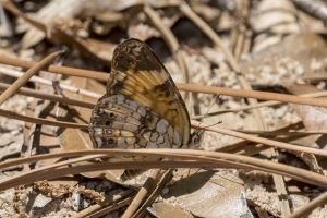 Liberty_Torreya_2018_04_11 - Checkerspot, Silvery (3)-Fullsized