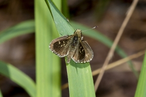 Liberty_Torreya_2018_04_11 - Skipper, Pepper and Salt (1)-Fullsized_1