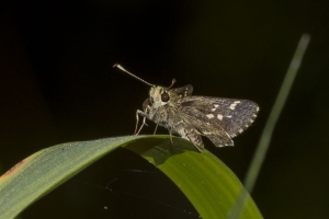 Liberty_Torreya_2018_04_11 - Skipper, Pepper and Salt (11)-Fullsized