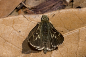 Liberty_Torreya_2018_04_11 - Skipper, Pepper and Salt (28)-Fullsized