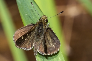 Liberty_Torreya_2018_04_11 - Skipper, Pepper and Salt (5)-Fullsized