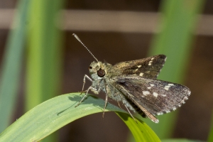 Liberty_Torreya_2018_04_11 - Skipper, Pepper and Salt (7)-Fullsized