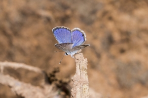 Librty_TorreyaSP-2017_10_ - 15 - Blue, Ceraunus, 36-Fullsized