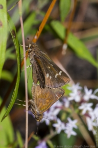 Skipper, Clouded