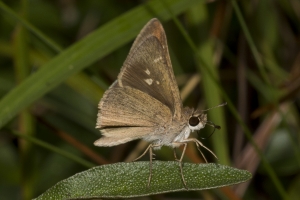 Librty_TorreyaSP-2017_10_15 - Skipper, Eufala, 27-websized