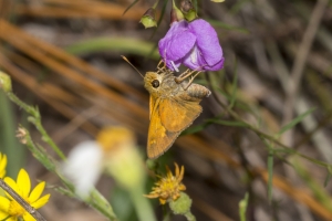 Librty_TorreyaSP-2017_10_15 - Skipper, Southern Broken-dash (2)
