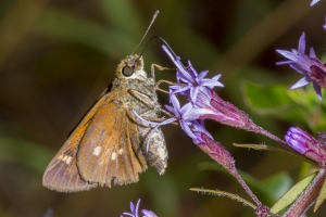 Librty_TorreyaSP-2017_10_15 - Skipper, Yehl (1)