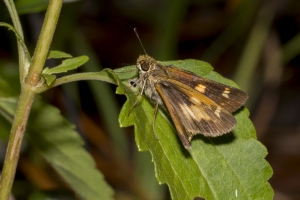 Librty_TorreyaSP-2017_10_15 - Skipper, Yehl, 7-Fullsized