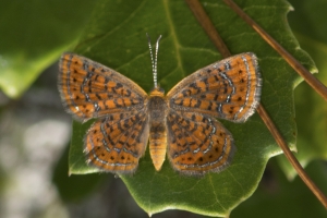 Little Metalmark - BradwellBay 2013-09-28 (3)-webpage