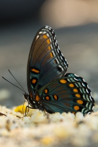 LongLeafRd-TLH_2014-09-13 - Purple, Red-spotted (1)