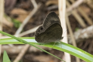 LowerSwanneeRvr_2015_04_04 - Brown, Appalachian (1)