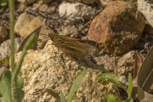LowerSwanneeRvr_2015_04_04 - Skipper, Aaron's (1)-Fullsized