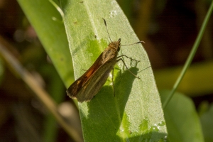 LowerSwanneeRvr_2015_04_04 - Skipper, Aaron's (3)-Fullsized