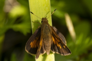 LowerSwanneeRvr_2015_04_04 - Skipper, Aaron's (4)-websized