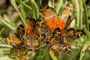 M ZionArea Wkull 2015_05_14 - Crescent, Phaon on Butterfly Weed (1)