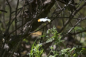 Macon_Montezuma_2016_03_23 - Orangetip, Falcate (3)