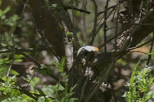 Macon_Montezuma_2016_03_23 - Orangetip, Falcate (4)