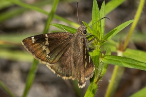 Mad_BlueSpringSP_2019_08_09 - Cloudywing, Southern (2)-FS
