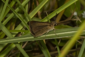 Mad_BlueSpringSP_2019_08_09 - Skipper, Neamathla (1)-FS