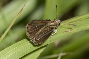 Mad_BlueSpringSP_2019_08_09 - Skipper, Neamathla (8)-FS