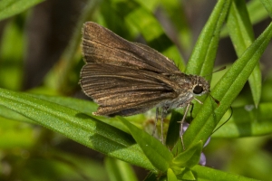 Mad_BlueSpringSP_2019_08_09 - Skipper, Swarthy (3)-FS