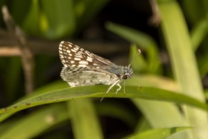 MariannaCaverns_2014-06-07 - Checkered-Skipper, Common (1)-websized