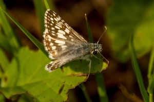 MariannaCaverns_2014-06-07 - Checkered-Skipper, Common (2)-websized