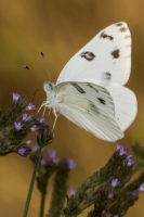 MariannaCaverns_2014-06-07 - White, Checkered (2)