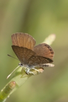 Merritt Island_2015_05_21 - Blue-Pigmy, Eastern (stacked)