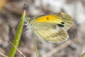 Merritt Island_2015_05_21 - Sulphur, Dainty (5)