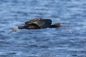 MerrittIslandBPW_2019_02_09 - Ibis, Glossy in flight (9)-Fullsized