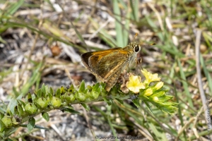 Miami_DeeringEst_05-20-2019 - Skipper, Baracoa-Fullsized