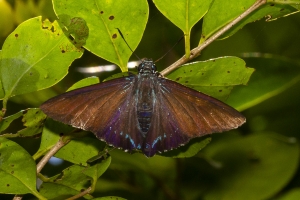 Miami_DeeringEst_05-20-2019 - Skipper, Mangrove (1)-Fullsized-websized