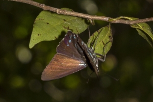 Miami_DeeringEst_05-20-2019 - Skipper, Mangrove (2)-Fullsized-websized
