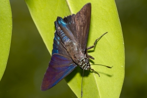Miami_DeeringEst_05-20-2019 - Skipper, Mangrove-Fullsized-websized