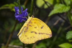 Miami_DeeringEst_05-20-2019 - Sulfur, Large Orange (F) (2)-Fullsized-w