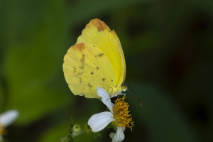 Dina Yellow*