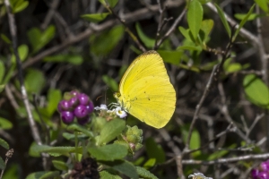 Miami_DeeringEst_05-20-2019 - Yellow, Dina (M) (1)-Fullsized