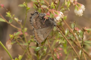 FRELF_2015_03_10 - Elfin, Frosted (10)-web